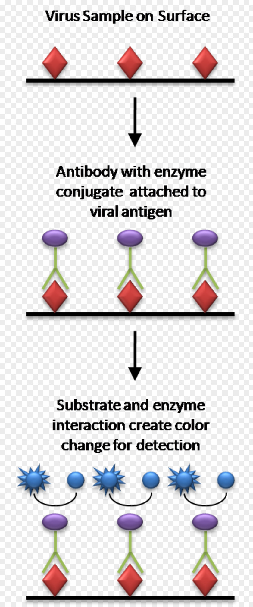 ELISA Radioimmunoassay Antigen Microtiter Plate PNG