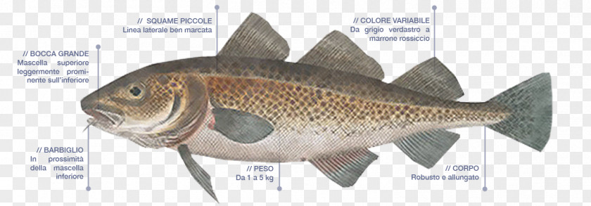 Gadus Morhua Atlantic Cod Fish Products Gadidae PNG