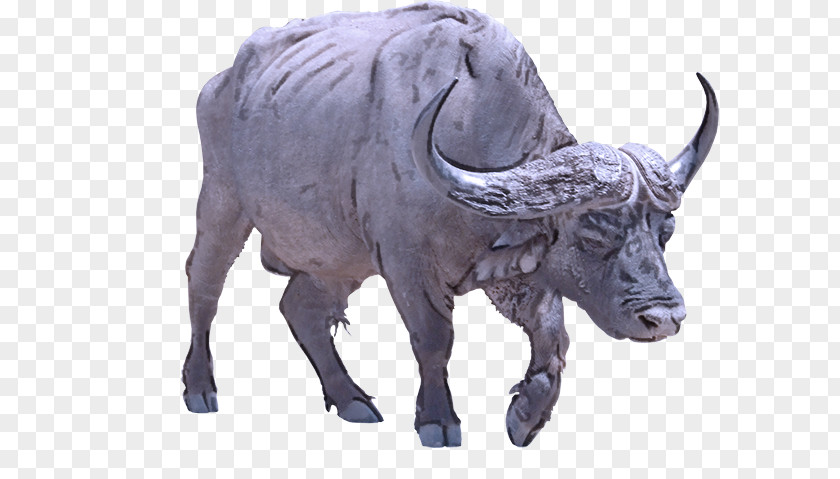 Ox Bull Bison Goat PNG