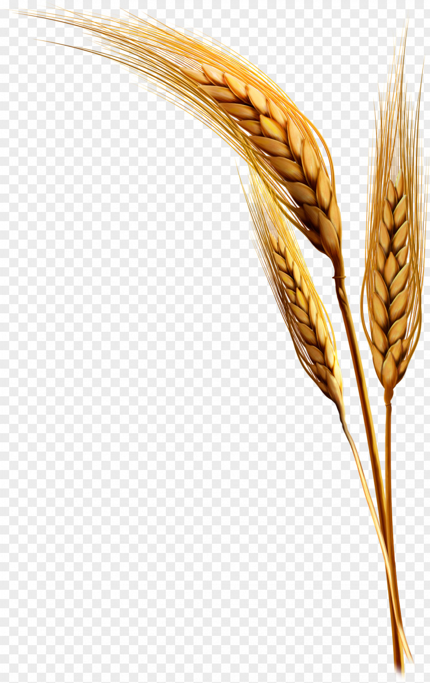 Wheat Plant Material Free To Pull Emmer Einkorn Durum PNG