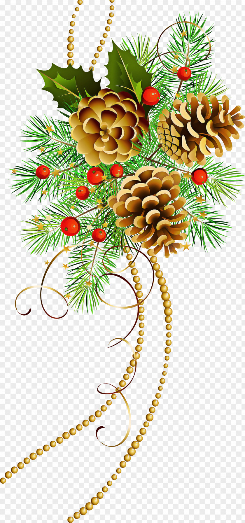 Woody Plant Pine Family Holly PNG