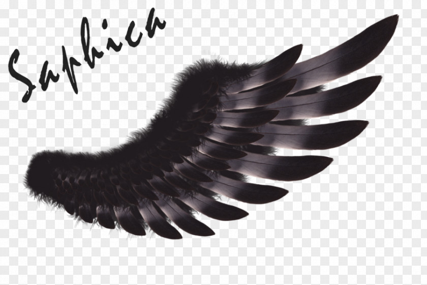 Dark Wings Feather Brush CorelDRAW PNG