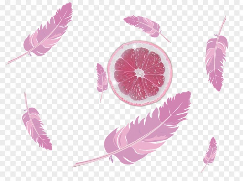 Feather Desktop Wallpaper Quill Pen PNG