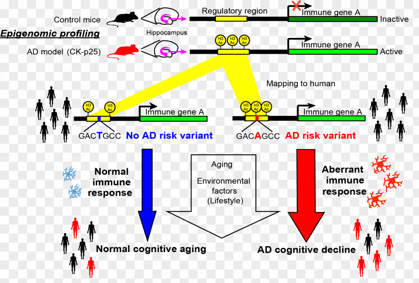 Alzheimer's Disease Amyloid Beta Genetics PNG