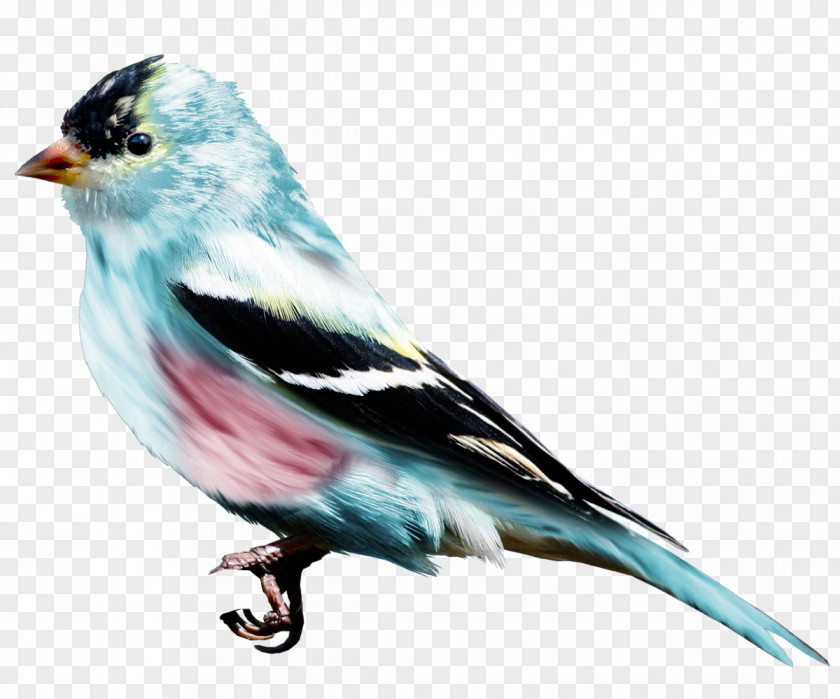 Birds Finch American Sparrows Beak Fauna Feather PNG