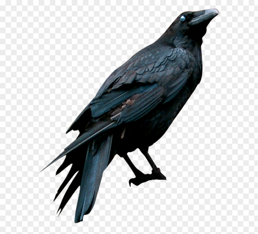Raven American Crow Drawing Eating (feat. Grewsum) PNG