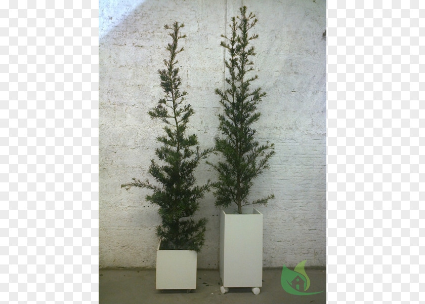 Garden Center Spruce Flowerpot Fir Evergreen Houseplant PNG