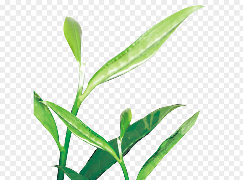 Green Tea Leaf Illustration PNG