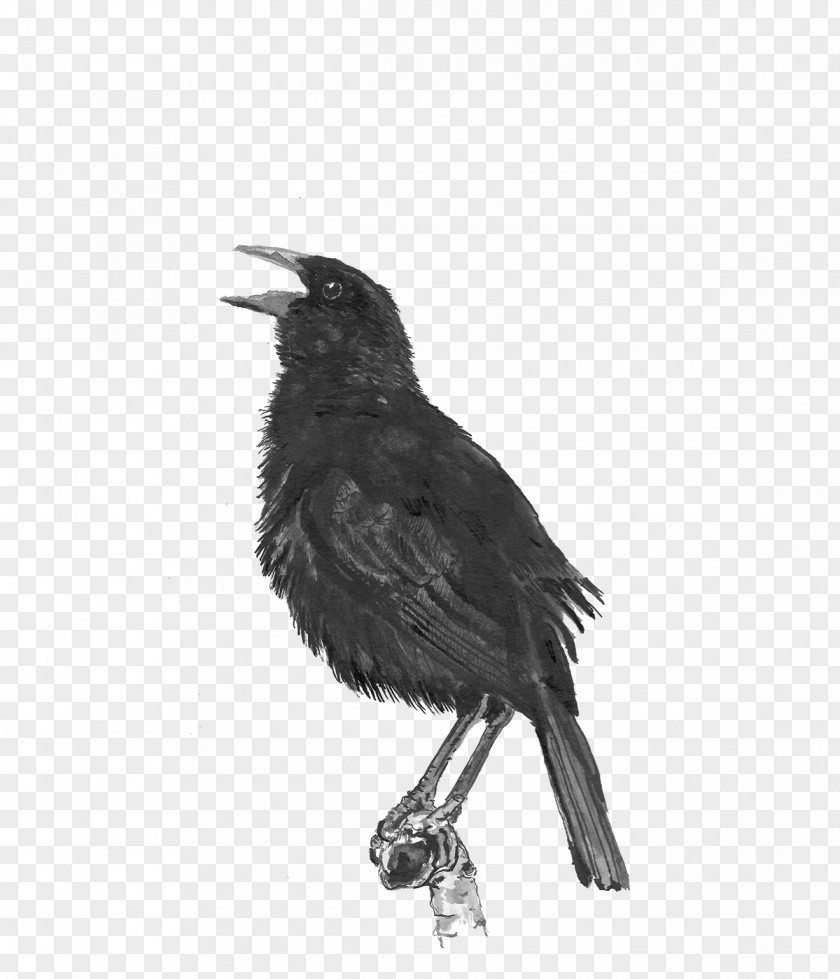 Perching Bird Crowlike Feather PNG