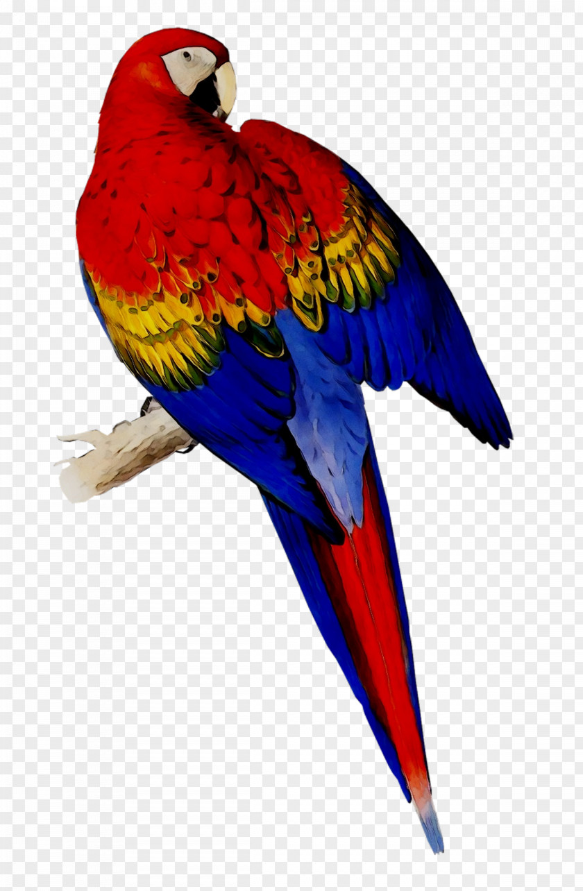 Scarlet Macaw Bird Blue-and-yellow Parakeet PNG