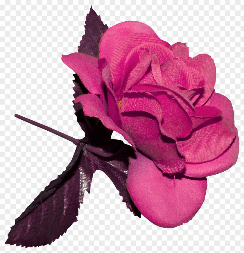 Women's Day Element Garden Roses Centifolia Cut Flowers PNG