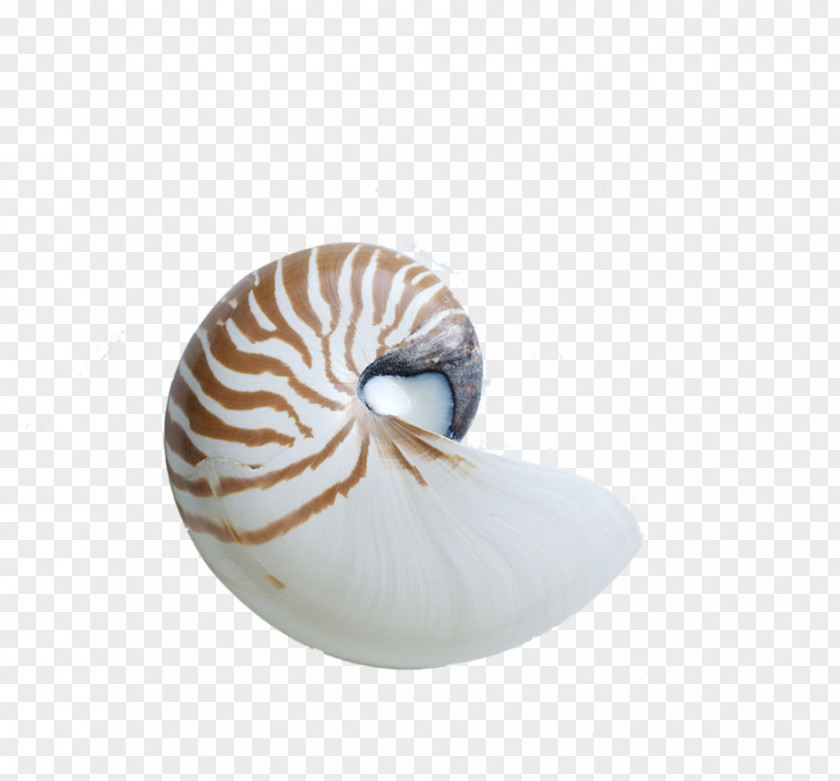 Conch Chambered Nautilus Seashell Snail Nautilidae PNG