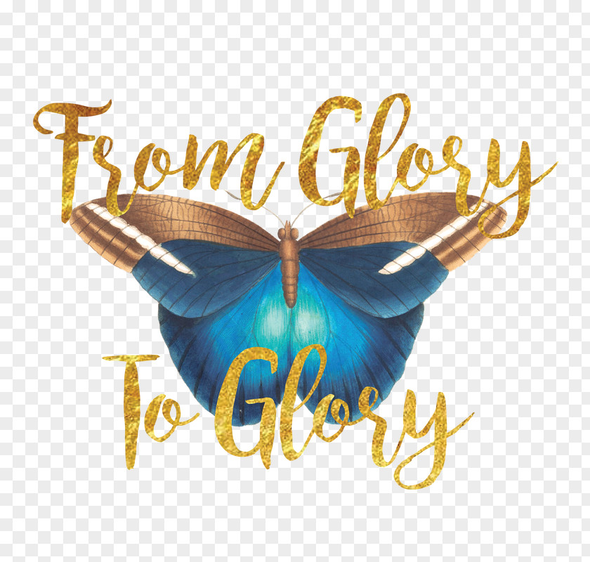 Glory Butterfly Insect Pollinator PNG