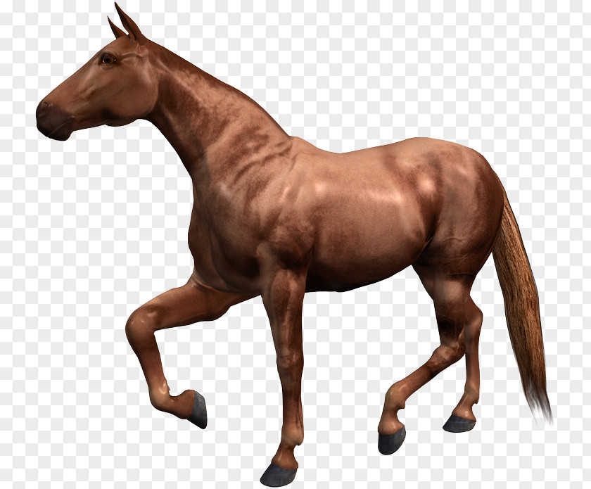 Hackney Horse Barb Paso Fino Thoroughbred Courser PNG
