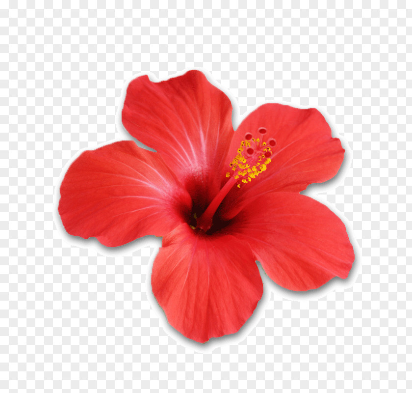 Hawaiian Shoeblackplant Hibiscus Tea Flower Stock Photography PNG
