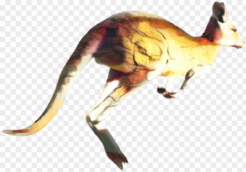 Macropods Kangaroo Clip Art Image PNG