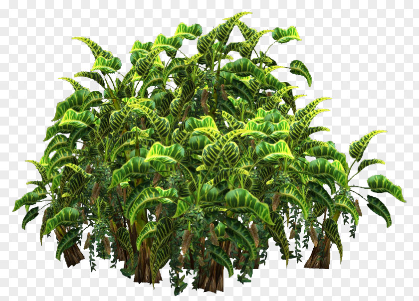 Tree Plant Shrub Hyophorbe PNG