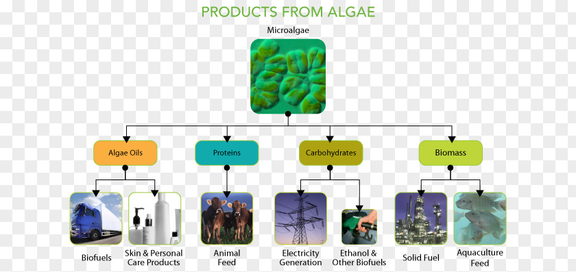 Various Seaweed Plants Microalgae Cellana Protein PNG