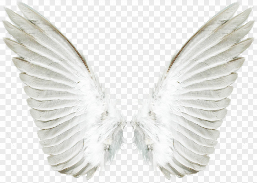 Angel Wing Transparent Clip Art Image Computer File PNG