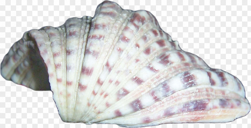 Conch Seashell Scrapbooking Albom Conchology PNG