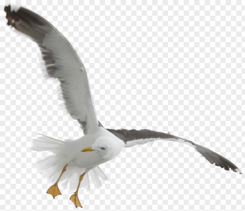 Gull Seabird Gulls Flight Goose PNG