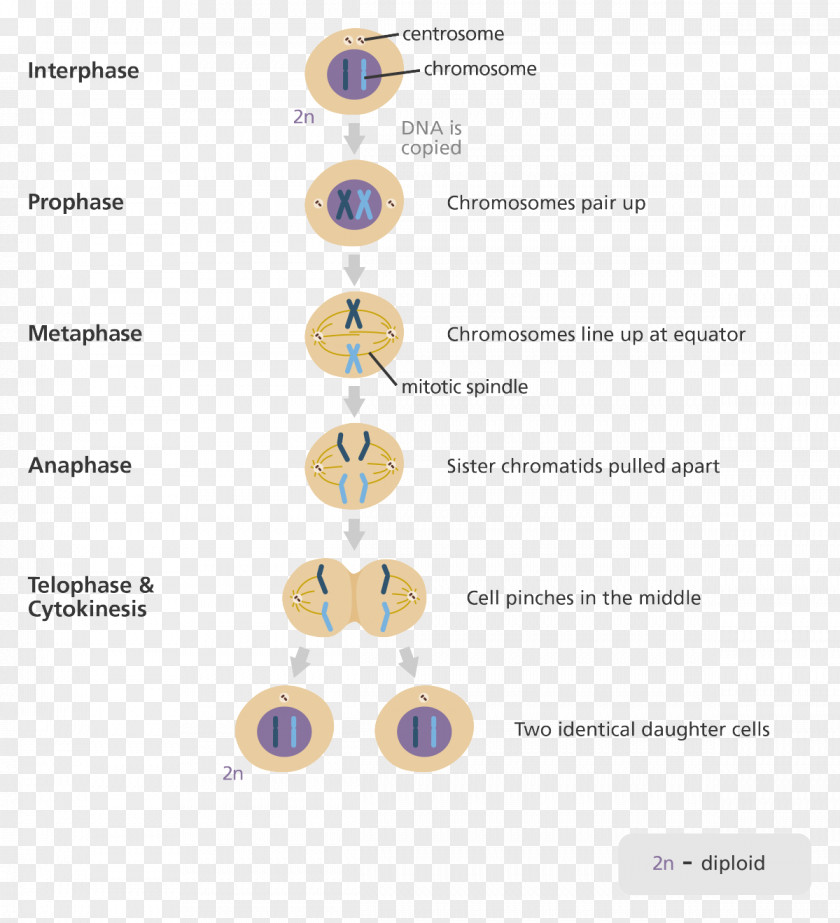 Lovely Deformed Cancer Cell Mitosis And Meiosis Division PNG