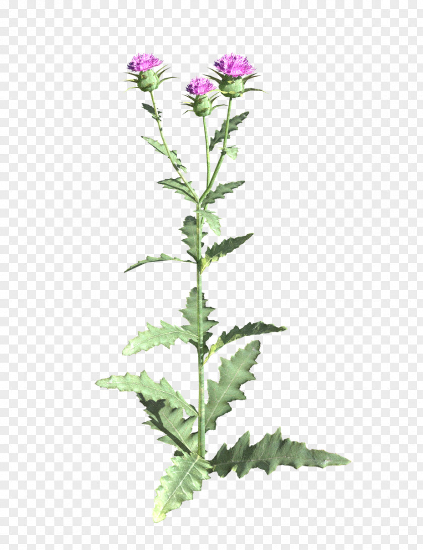 Perennial Plant European Marsh Thistle Flower Stem PNG