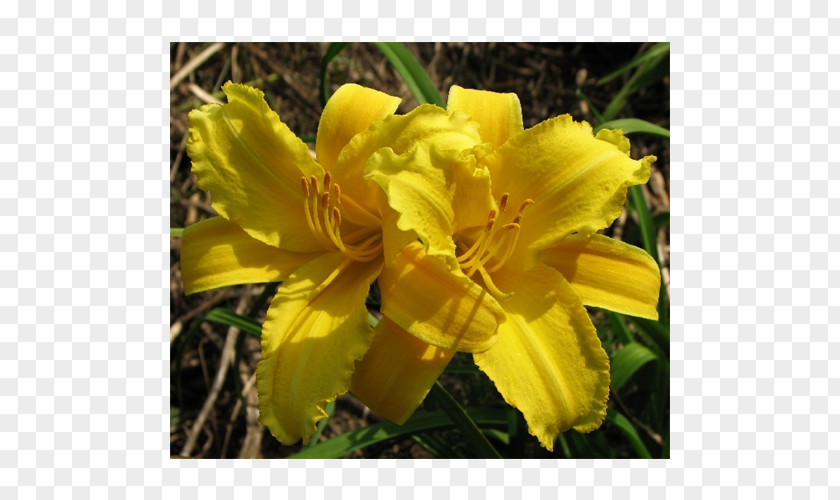 Peruvian Lily Terra Ceia Farms Large-flowered Evening-primrose Yellow Daylily Bulb Plant PNG