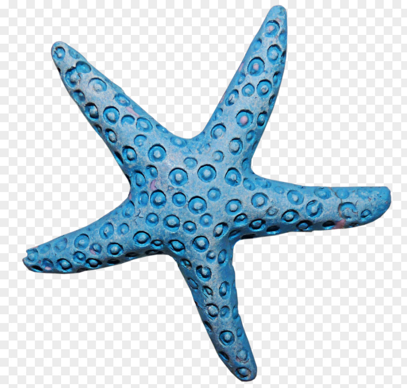 Starfish Invertebrate Blue Sea Star Clip Art PNG