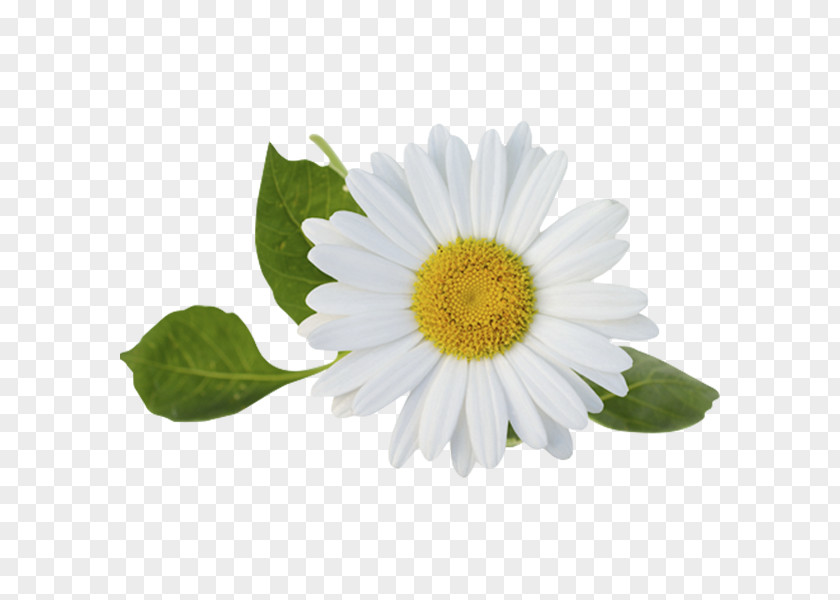 Wildflower Marguerite Daisy Medicine Cartoon PNG