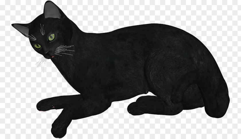 Black Cat Bombay Korat Domestic Short-haired Whiskers PNG