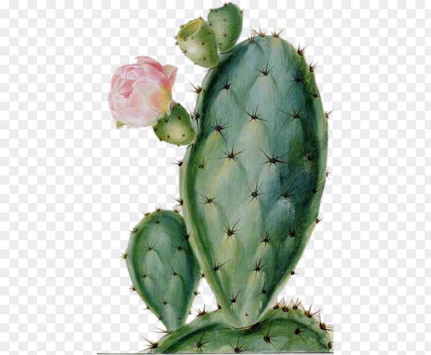 Cactus Cactaceae Succulent Plant Drawing Flower Desert PNG