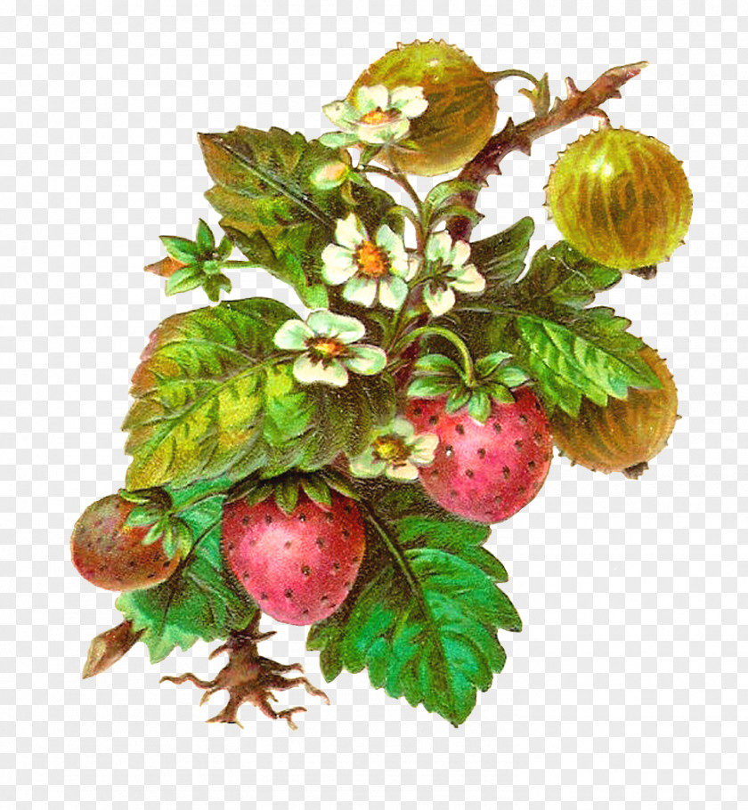 Herbs Fruit Strawberry Clip Art PNG