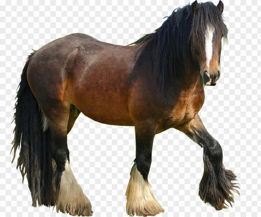 Mustang Nokota Horse Stallion Pony Howrse PNG