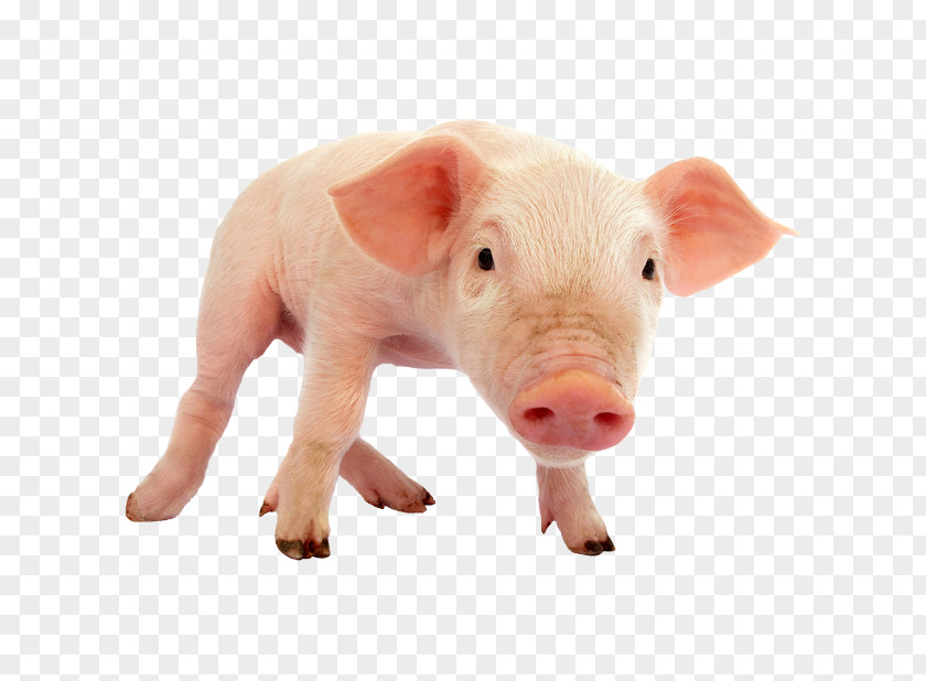 Pig Domestic Piglet PNG