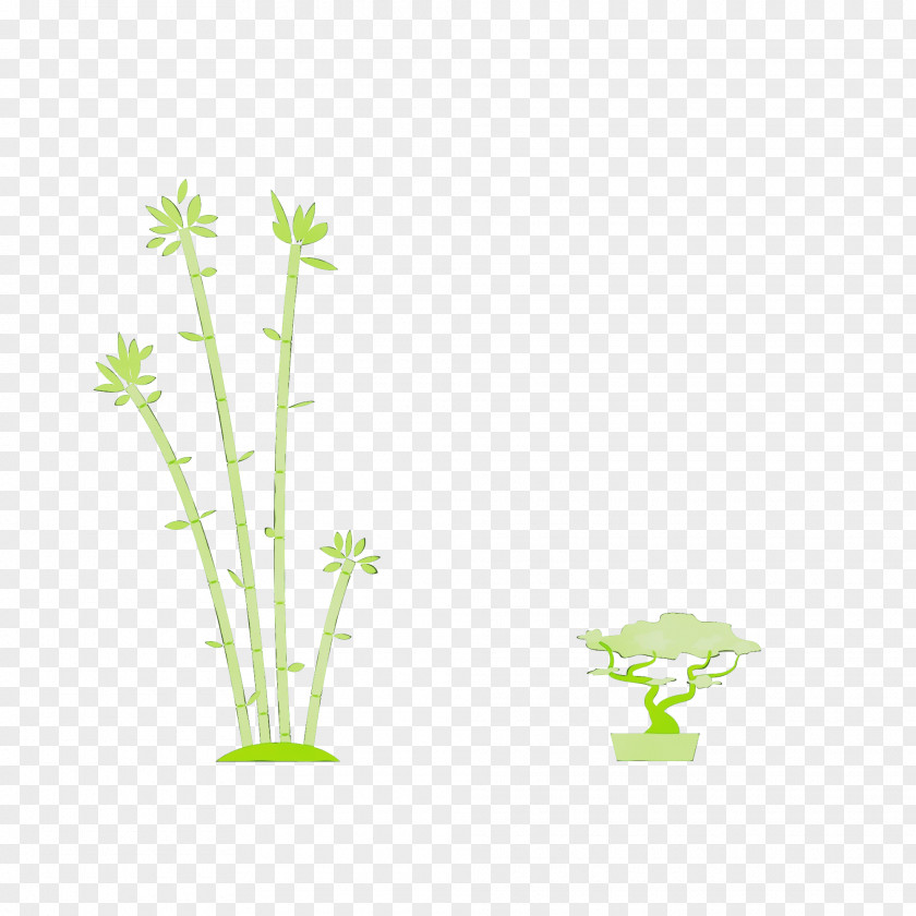 Plant Stem Leaf Grasses Tree Green PNG