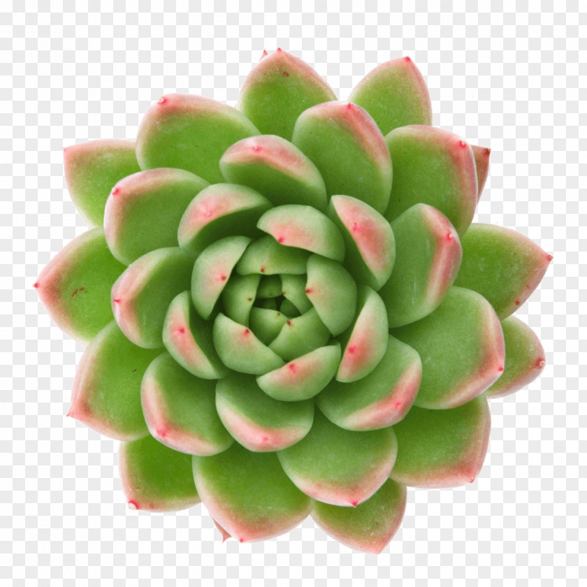 Succulent Logo Photography PNG