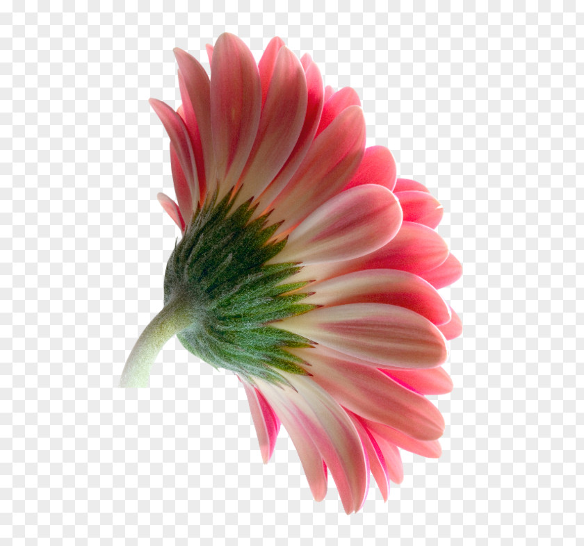 Flower Transvaal Daisy Cut Flowers Petal Photography PNG