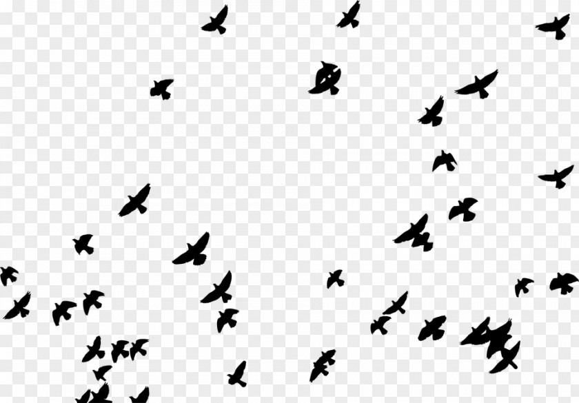 Fugle Homing Pigeon Columbidae Bird Flock Clip Art PNG