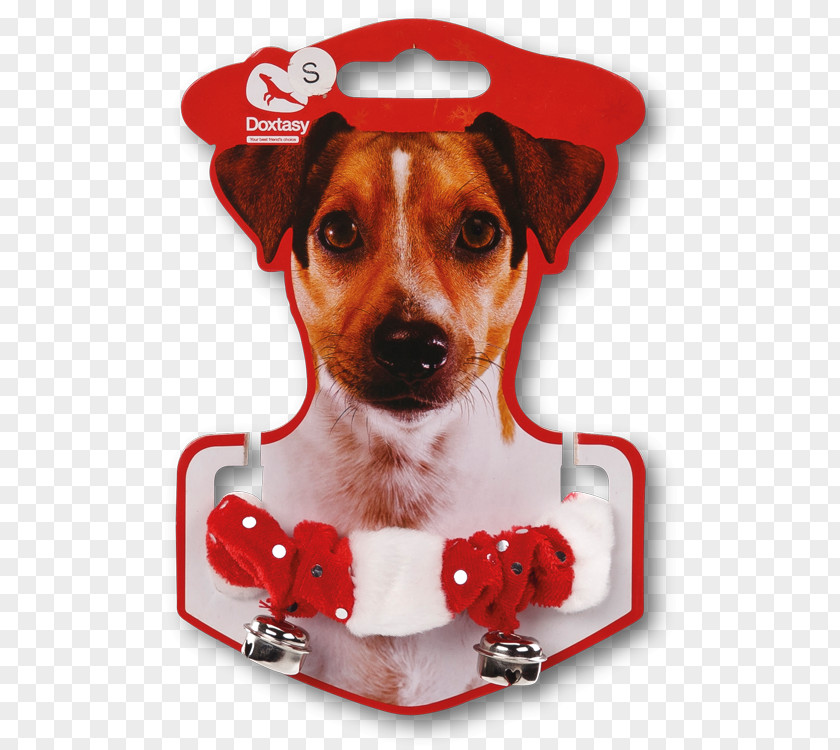 Hunde Dog Breed Rat Terrier Toy Fox Jack Russell PNG