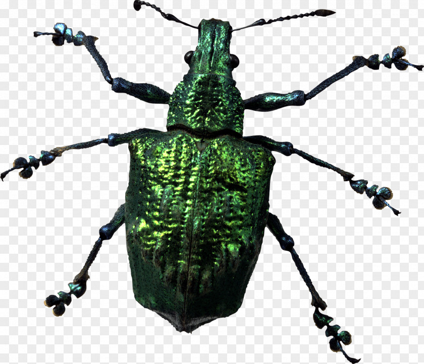 Insect Bug Image Display Resolution PNG
