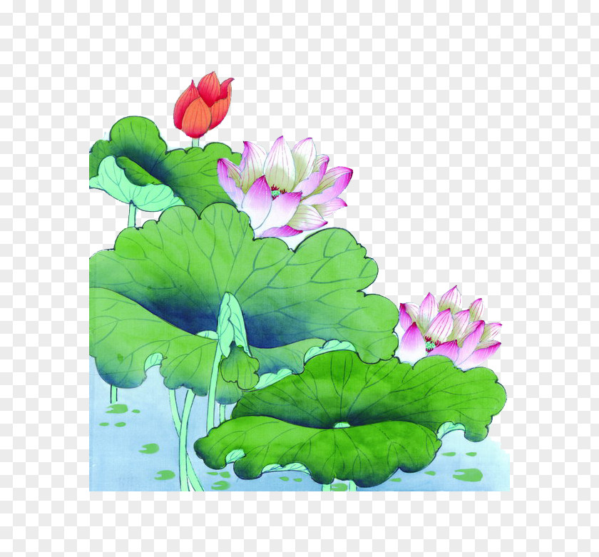 Purple Lotus Green Leaf U4e2du56fdu753bu575b Chinese Painting Nelumbo Nucifera Ink Wash Gongbi PNG