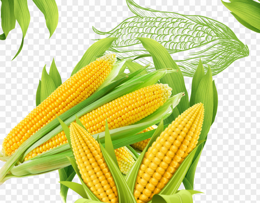 Corn Material On The Cob Popcorn Maize PNG