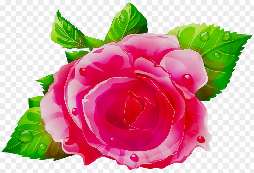 Garden Roses Clip Art Cabbage Rose Illustration PNG