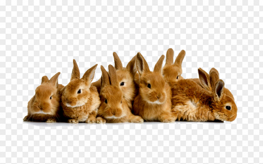 Rabbit Domestic Easter Bunny Guinea Pig Desktop Wallpaper PNG