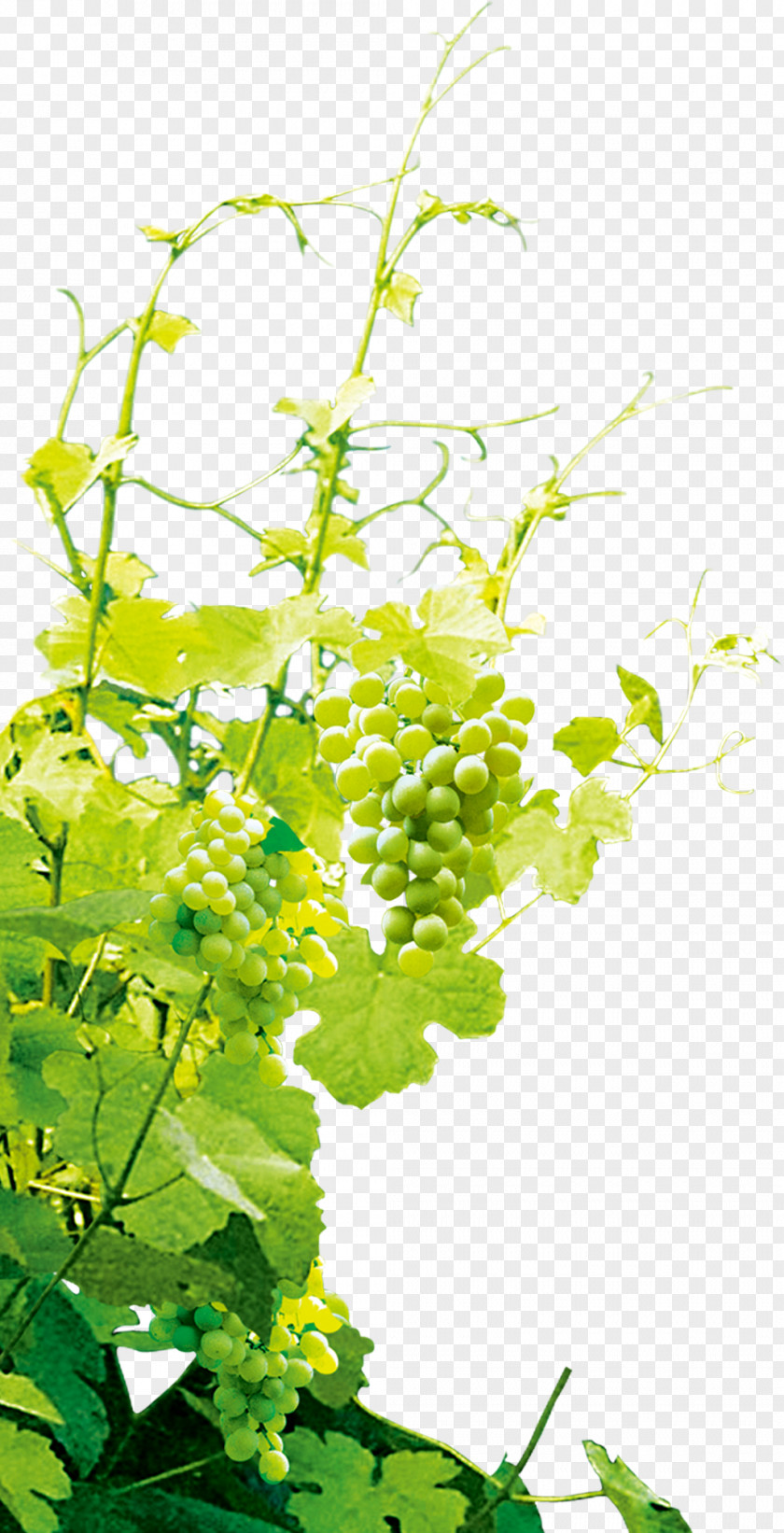 Grape,Grapevine Grape PNG