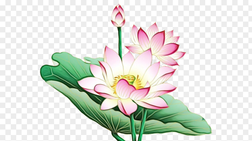 Nymphaea Nelumbo Flower Clip Art Painting PNG