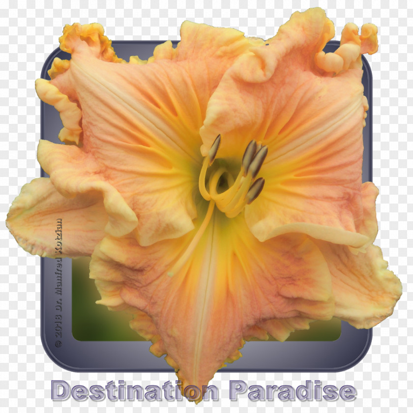 Orange Star 0 Daylily Eye PNG