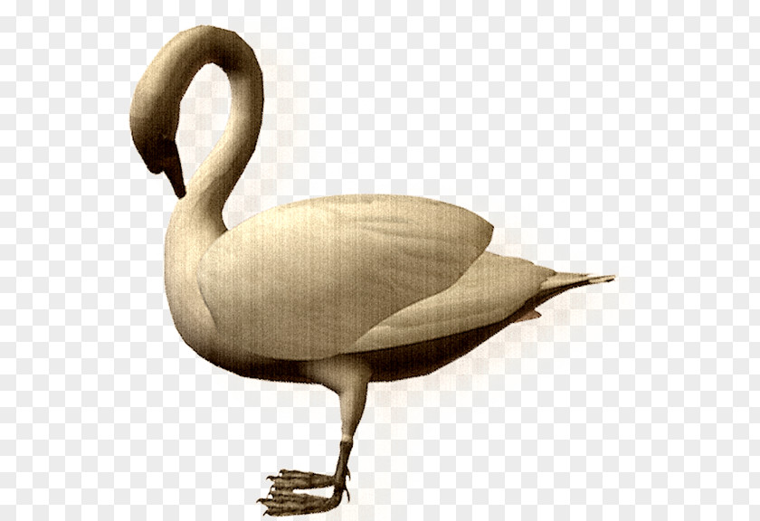 Duck Cygnini Goose Cartoon PNG