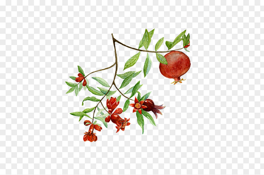 Pomegranate Superfood Rose Hip PNG